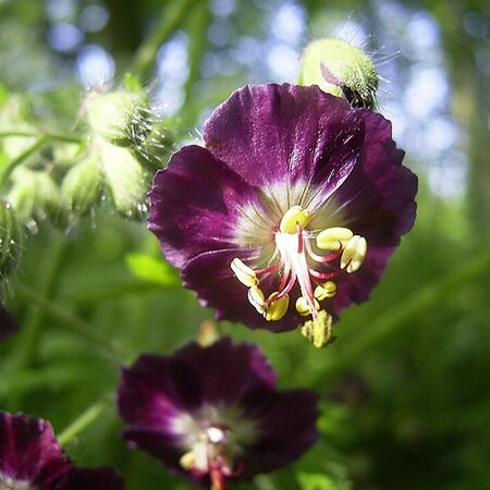 Geranium phaeum 'Samobor' - Photo by TeunSpaans (CC BY-SA 3.0)