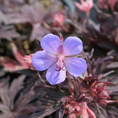 Geranium pratense 'Midnight Reiter' - Image courtesy of Schram Plants