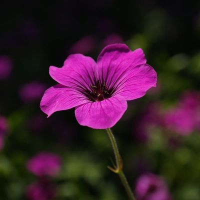 Geranium psilo. 'Anne Thomson' - Image by Hans Braxmeier from Pixabay  