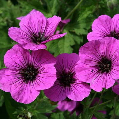 Geranium psilostemon - Photo by Jean-Pol GRANDMONT (CC BY-SA  3.0)