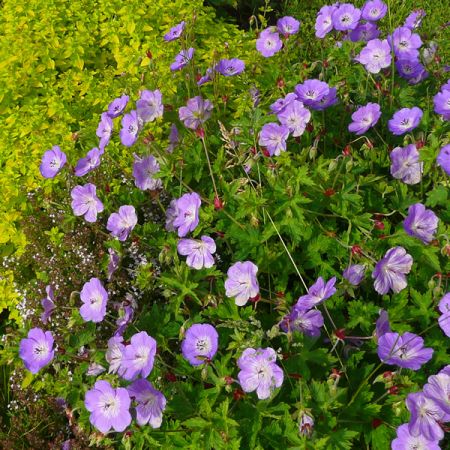 Geranium Rozanne alongside 'Golden Marjoram' - Photo by Richard (Ardcarne)