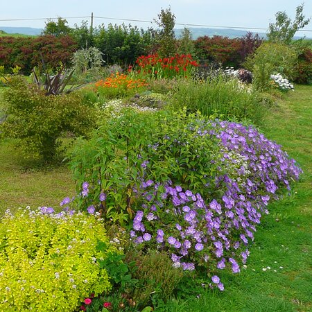 Geranium Rozanne in mid summer - Photo by Richard (Ardcarne)