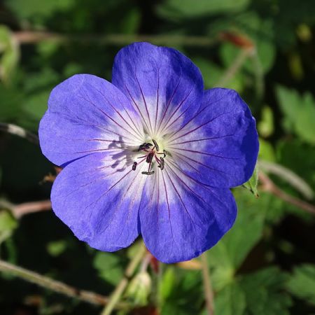 Geranium 'Rozanne' - Image by diabolos from Pixabay 