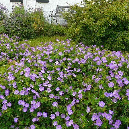 Geranium 'Rozanne' - Photo by RY (Ardcarne Boyle)