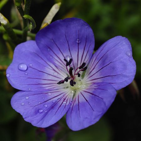 Geranium 'Rozanne' - Image by AlkeMade from Pixabay 