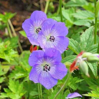 Geranium 'Rozannne' (3L pot)