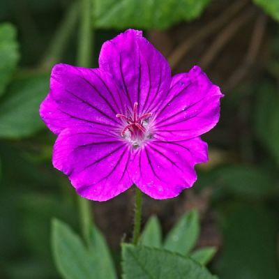 Geranium 'Russell Pritchard' - Image by Manfred Antranias Zimmer from Pixabay 