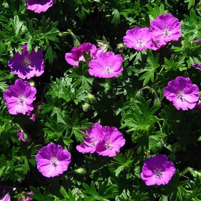 Geranium Sanguineum 'Max Frei' (2L pot)