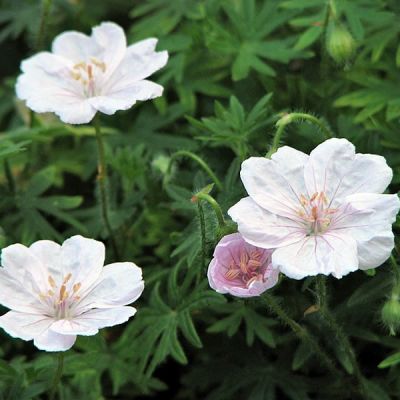 Geranium Striatum - Photo by Agnieszka Kwiecień, Nova (CC BY-SA 4.0)