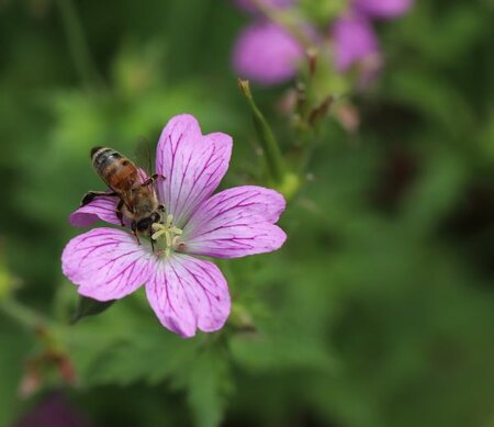 Geranium 'Sue Crug' - Image by Annette Meyer from Pixabay