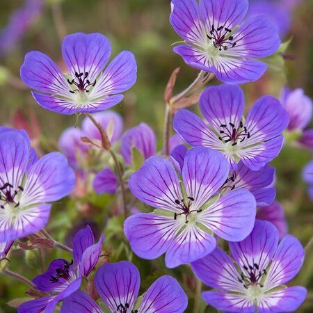 Geranium “Sweet Heidy” - Image courtesy of Schram Plants