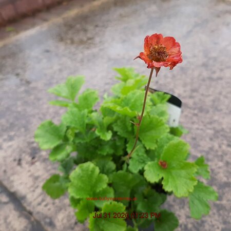 Geum Cocktail 'Tequila Sunrise' (2L pot)