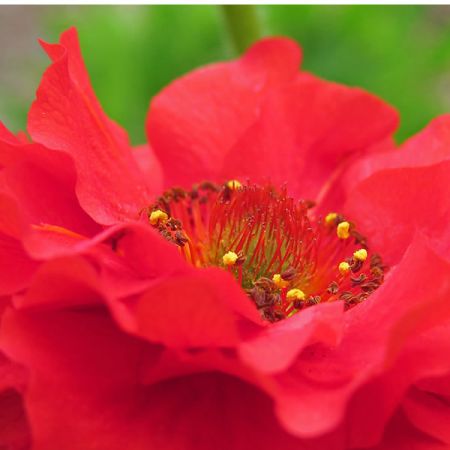 Geum "Fiery Tempest" - image courtesy of Swallowtail Garden Seeds (CC BY-SA 2.0)