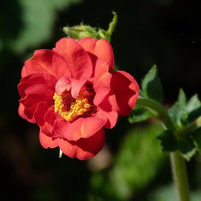 Image by Peter from Pixabay