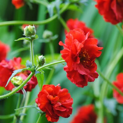 Geum 'Firestarter' - Photo by Mark (CC BY-SA 2.0)