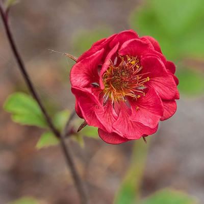 Geum  “Flames of Passion” - Photo by Dominicus Johannes Bergsma (CC BY-SA 4.0)