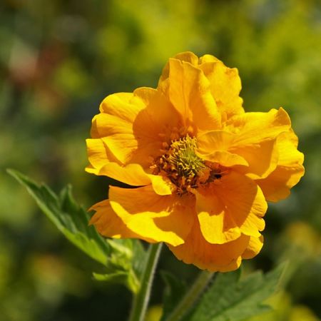 Geum “Lady Stratheden” - Image by Kerstin Riemer from Pixabay  