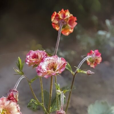 Geum 'Mai Tai' (2L pot)