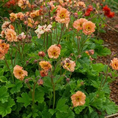 Geum 'Mai Thai' - Image Courtesy of Schram Plants