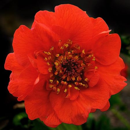 Geum 'Mrs Bradshaw' - Photo by jacilluch (CC BY-SA 2.0)