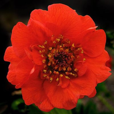 Geum 'Mrs Bradshaw' - Photo by jacilluch (CC BY-SA 2.0)