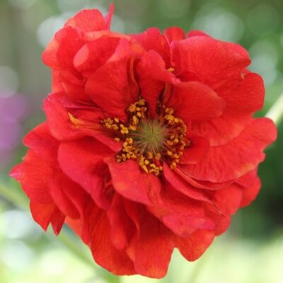 Geum 'Mrs Bradshaw' - Image by bluebudgie from Pixabay 