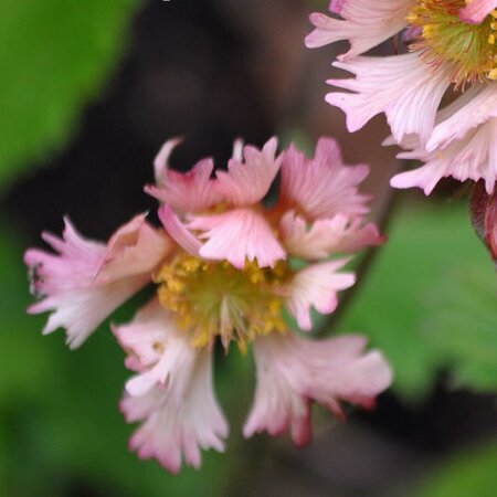 Geum 'Pink Fluffy' (2L pot)
