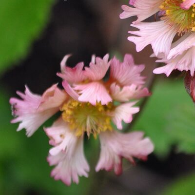 Geum 'Pink Fluffy' (2L pot)