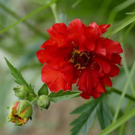 Geum Scarlet Tempest - Image by DieFia from Pixabay 