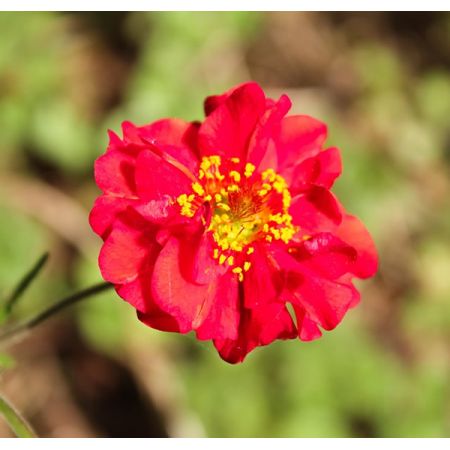 'Geum Tempest Scarlet' - photo courtesy of Dave Lees, Pixabay