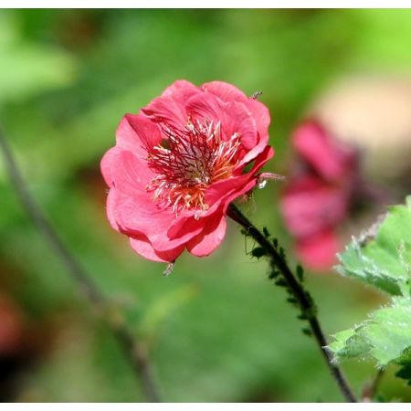 Geum 'Tempo Rose' -  Image courtesy of geograph.org (CC BY-SA 2.0)