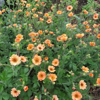 Geum “Totally Tangerine” - Photo by Leonora (Ellie) Enking (CC BY-SA 2.0)