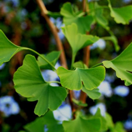 Ginkgo biloba - Photo by Lynn Greyling (CC0 1.0)