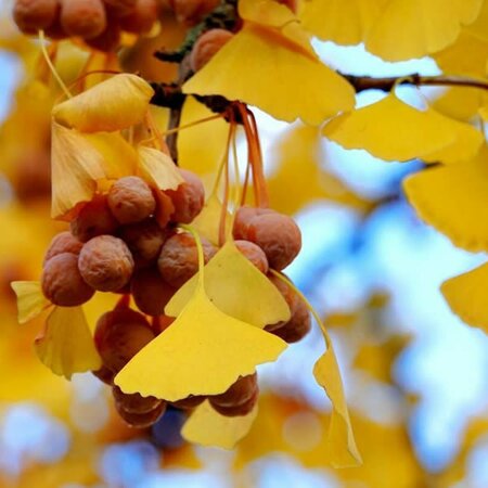 Ginkgo biloba - Photo by Lynn Greyling (CC0 1.0)