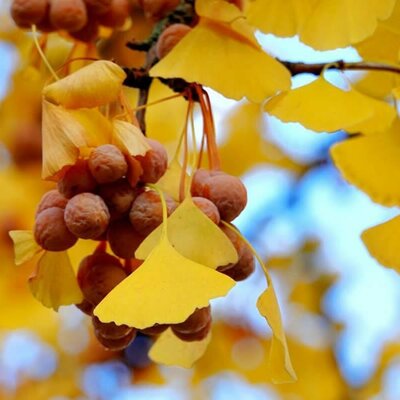 Ginkgo biloba - Photo by Lynn Greyling (CC0 1.0)