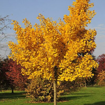 Ginkgo biloba 'Menhir' - Photo by Homoarborea (CC BY-SA 4.0)