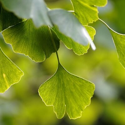 Ginkgo biloba 'Pendula' - Image courtesy of needpix.com