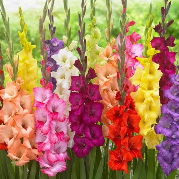 Gladioli "Mixed Colours" Single Bulb Ardcarne Garden Centre