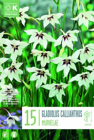 Gladiolus 'Callianthus Acidanthera' (15)