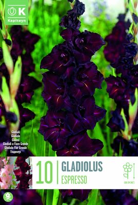 Gladiolus 'Espresso' (10)