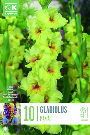 Gladiolus 'Maxial' (10)
