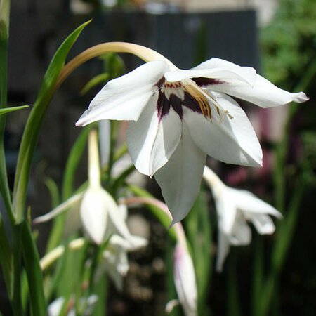 Gladiolus 'Murielae' - Photo by Yuriy75 (CC BY-SA 4.0)