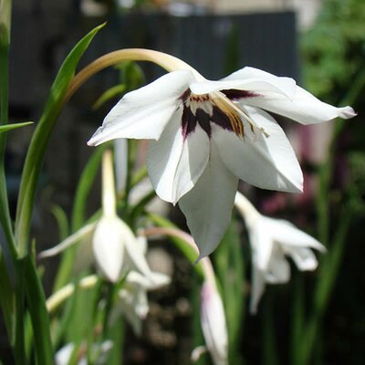 Gladiolus 'Murielae' - Photo by Yuriy75 (CC BY-SA 4.0)