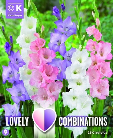 Gladiolus White, Blue & Pink - Image courtesy of Kapiteyn