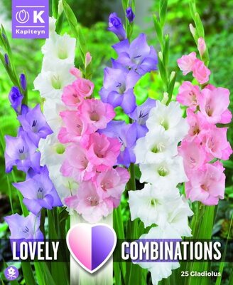 Gladiolus White, Blue & Pink - Image courtesy of Kapiteyn
