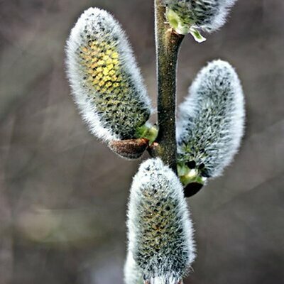 Goat Willow - Photo by Katarzyna Kawka (CC BY-SA 4.0)