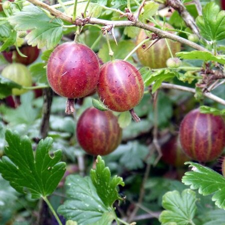 Gooseberry 'Black Velvet' - Public Domain Image (CC0)