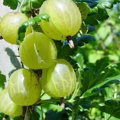 Gooseberry 'Hinnonmaki Blanc' - Photo by Kornelia und Hartmut Häfele (CC BY-SA 3.0)