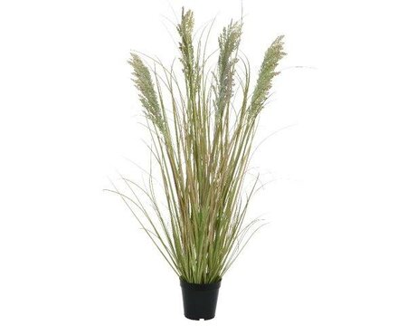 Grass in pot - image 1