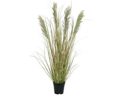 Grass in pot - image 2